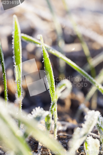 Image of agricultural plants, frost