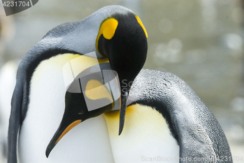 Image of Close-up of king penguin looking at camera