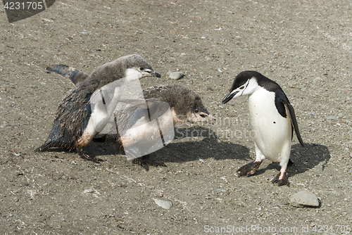 Image of Chinstrap penguin feeding chick