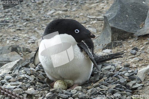 Image of Adelie Penguin on nest