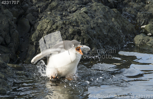 Image of Gentoo Penguin chick in the water
