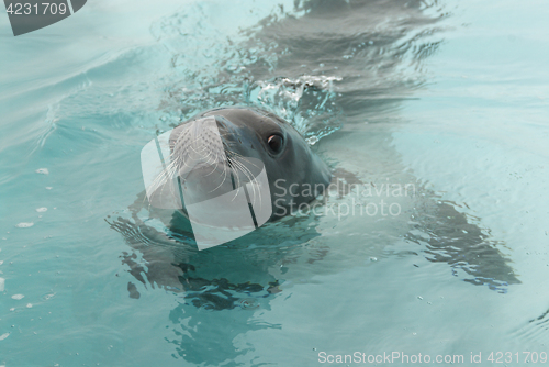 Image of Crabeater seals in the water