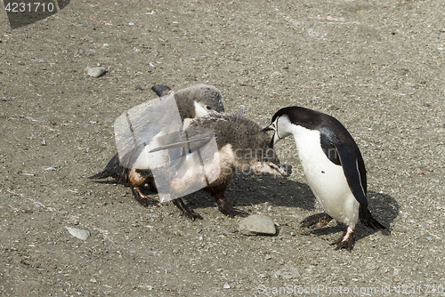 Image of Chinstrap penguin feeding chick