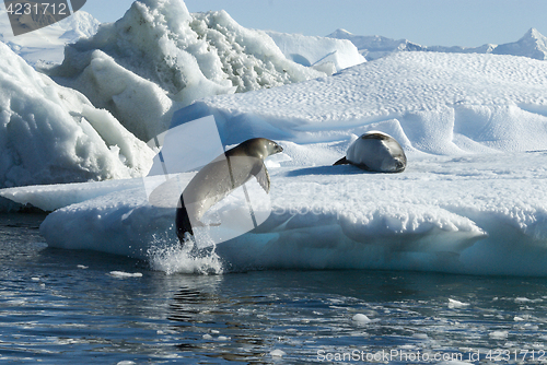 Image of Crabeater seals jump on the ice.