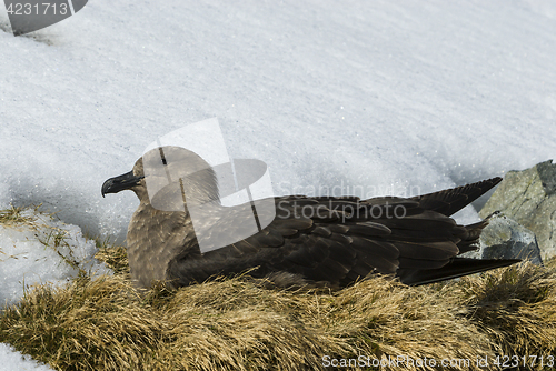 Image of Brown Skua is nesting