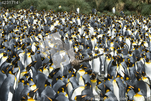 Image of King penguins colony at South Georgia