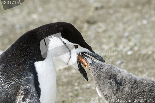 Image of Chinstrap penguin feeding chick