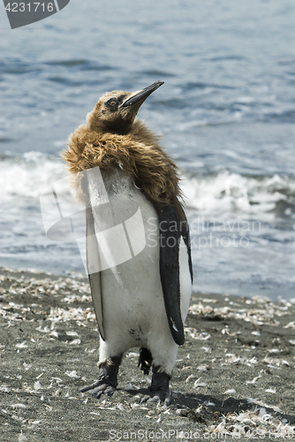 Image of Fluffy King penguin chick