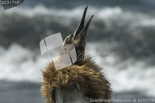 Image of Fluffy King penguin chick