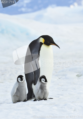 Image of Emperor Penguin with chick