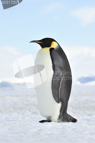 Image of Emperor Penguin on the snow