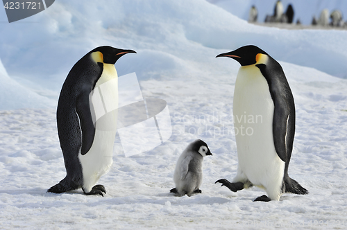 Image of Emperor Penguins with chick