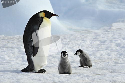 Image of Emperor Penguins with chicks