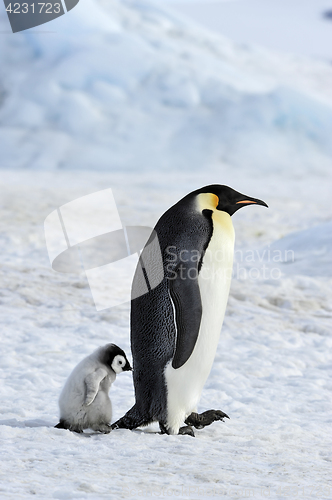 Image of Emperor Penguin with chick