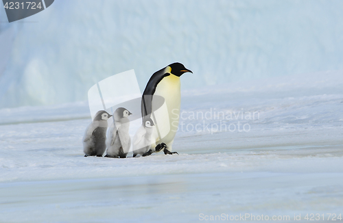 Image of Emperor Penguin with chick
