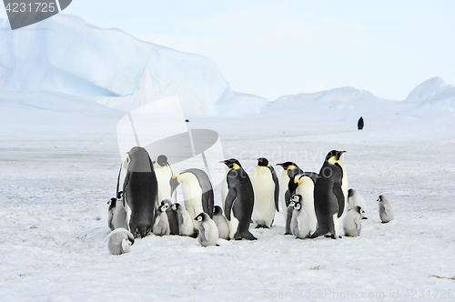 Image of Emperor Penguins with chick