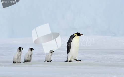 Image of Emperor Penguin with chick