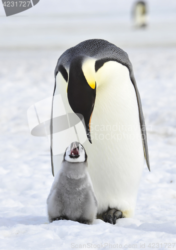 Image of Emperor Penguin with chick