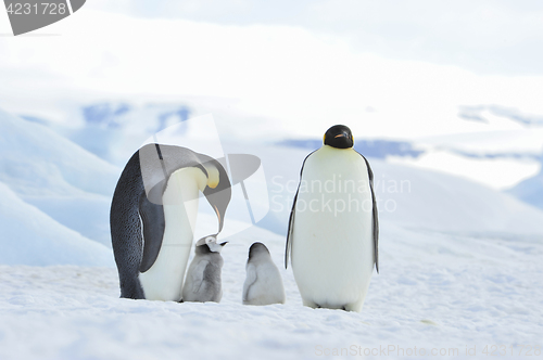 Image of Emperor Penguins with chick