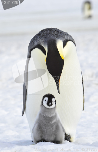 Image of Emperor Penguin with chick