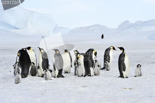 Image of Emperor Penguins with chick