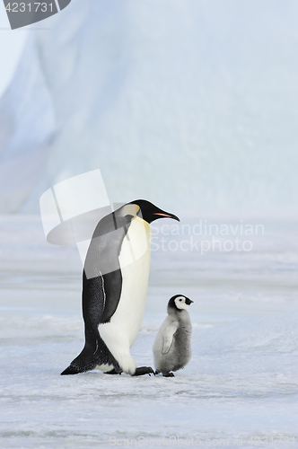 Image of Emperor Penguin with chick