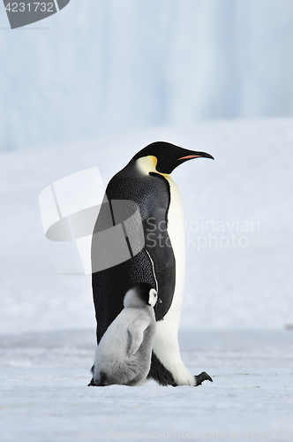 Image of Emperor Penguin with chick