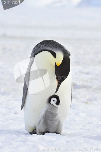 Image of Emperor Penguin with chick