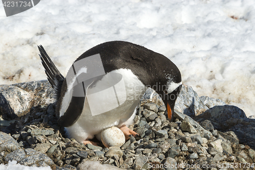 Image of Adult Gentoo penguin with egg