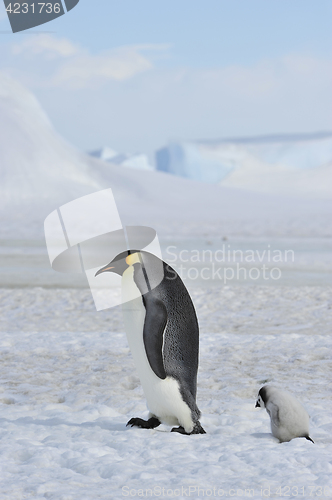 Image of Emperor Penguin with chick