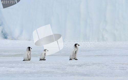 Image of Emperor Penguin with chick