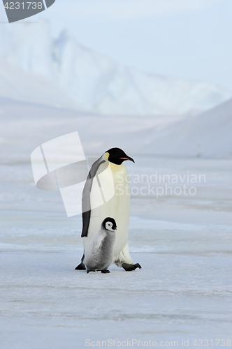 Image of Emperor Penguin with chick