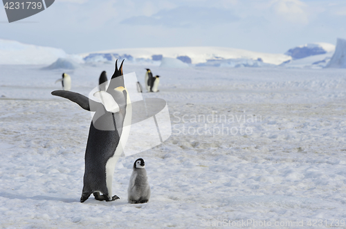 Image of Emperor Penguin with chick