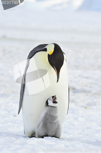 Image of Emperor Penguin with chick