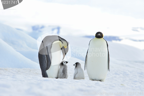 Image of Emperor Penguins with chick