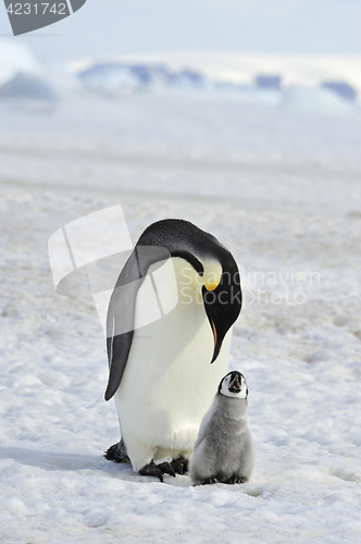 Image of Emperor Penguin with chick