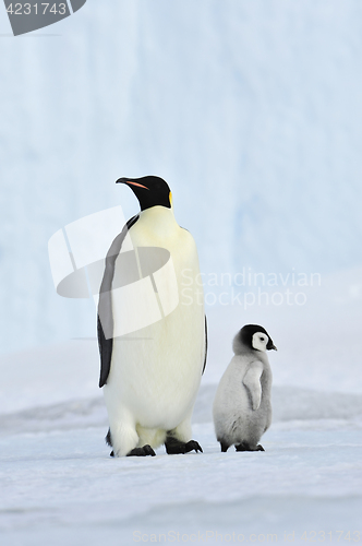 Image of Emperor Penguin with chick