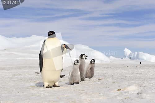 Image of Emperor Penguins with chick