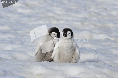 Image of Emperor Penguin chicks in Antarctica