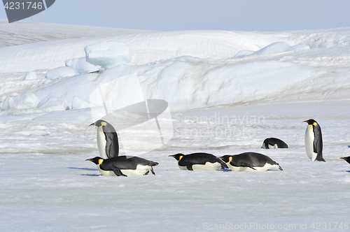 Image of Beautiful view of icebergs Snow Hill Antarctica