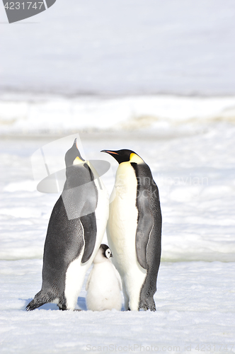 Image of Emperor Penguins with chicks