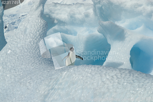 Image of Adelie Penguin on iceberg