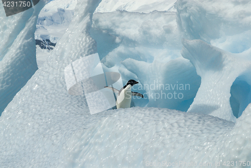 Image of Adelie Penguin on iceberg