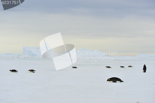 Image of Emperor Penguins on the ice