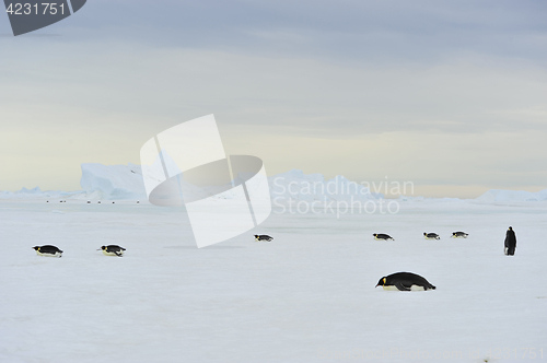 Image of Emperor Penguins on the ice