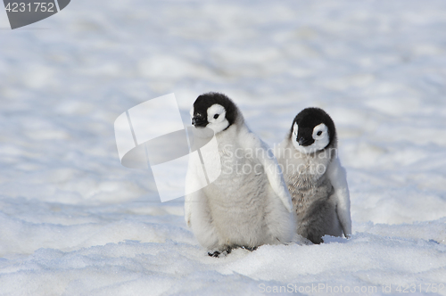 Image of Emperor Penguin chicks in Antarctica