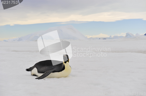 Image of Emperor Penguins on the ice