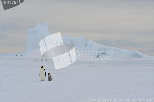 Image of Emperor Penguins on the ice