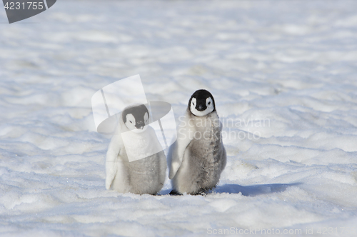 Image of Emperor Penguin chicks in Antarctica