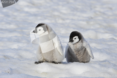 Image of Emperor Penguin chicks in Antarctica